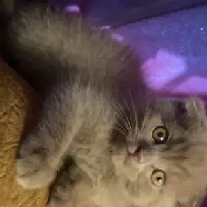 Кошка, Душанбе