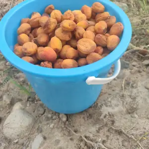 Боги зардолу, Канибадам