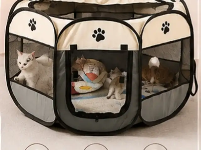 Манеж для кошек, Худжанд