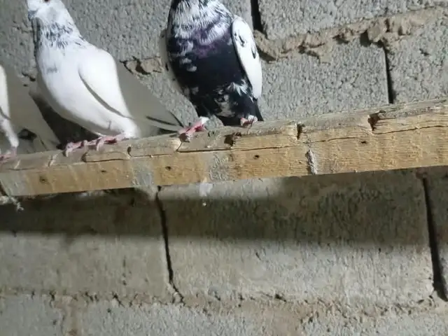 Кафтар, Душанбе