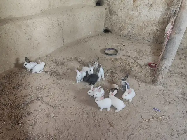 Харгушакхо, Душанбе