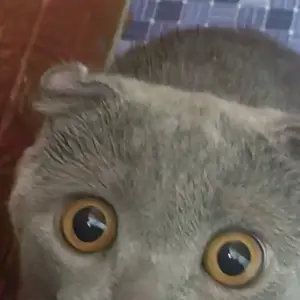 Кошка Шотландская, Душанбе