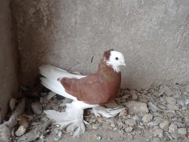 Кафтари хонаги, Абдураҳмони Ҷомӣ