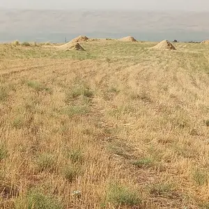 Кахи гандум, Шахринав