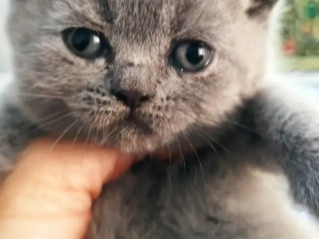 Котята, Душанбе