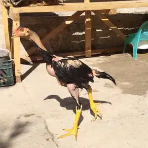 Дакан, Душанбе