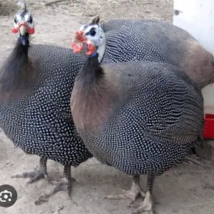 Цесарка, Душанбе