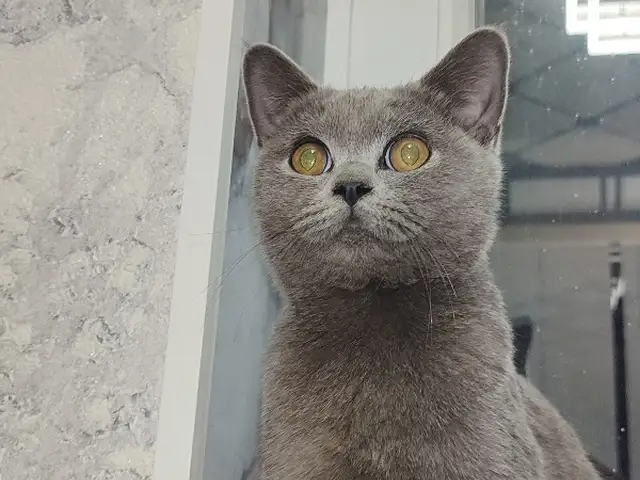 Котенок, Душанбе
