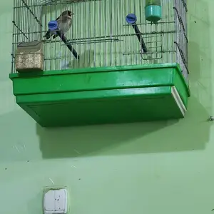 Саби нар, Худжанд