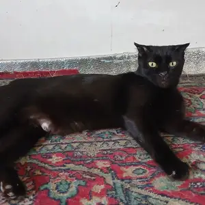 Пишак, Душанбе