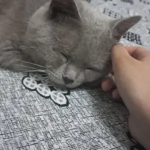 Кот Британско-Шотландской породы, Хуҷанд