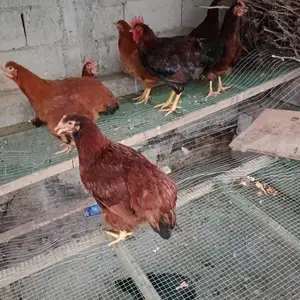 Мурги мокиен, Душанбе