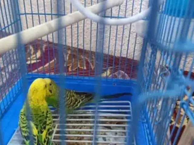 Попугай, Душанбе
