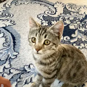 Кошка, Душанбе