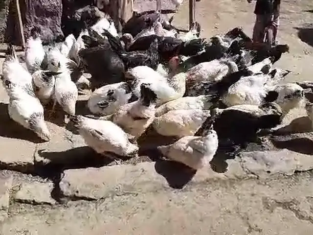 Мургхои брама, Душанбе