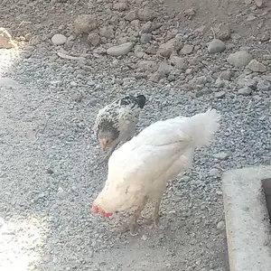 Мург ва хурус, Душанбе