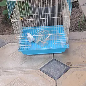 Клетка, Душанбе