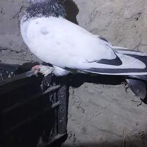 Кафтар, Канибадам