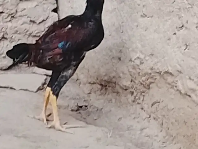 Чучаи дакан, Ваҳдат