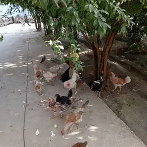 Мурғҳои маҳали, Турсунзаде