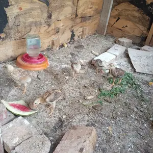 Чучахо, Душанбе