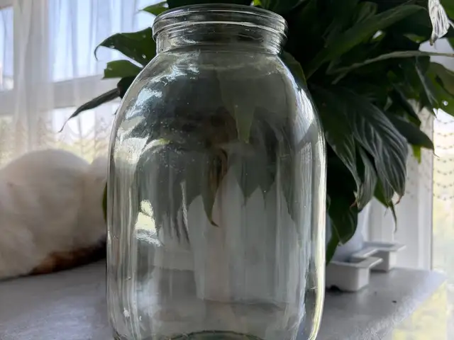 Двухлитровые банки, Душанбе