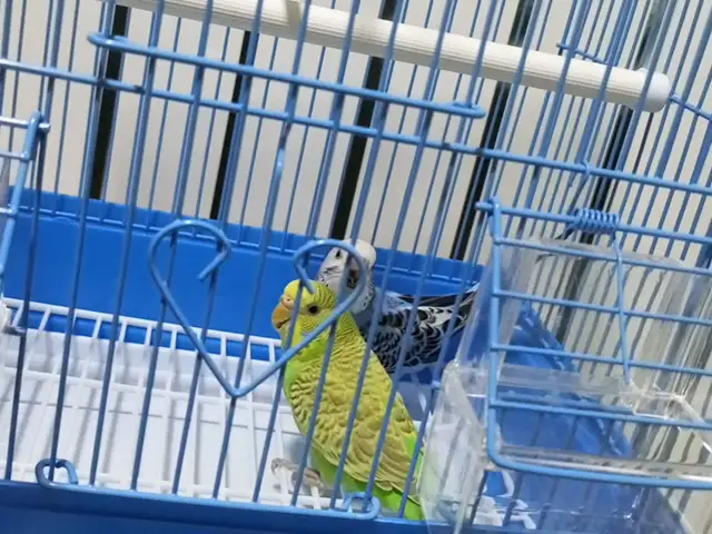 Попугай, Душанбе