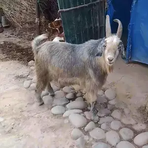 Такка, Восеъ
