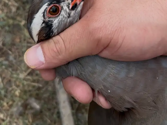 Кабк, Душанбе