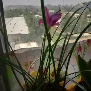 Цветок выскочка, Душанбе