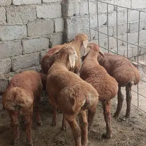 Барра, Душанбе