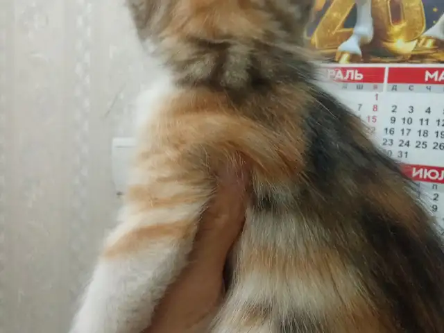 Котенок даром, Хуҷанд