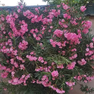 Гулхо, Рӯдакӣ