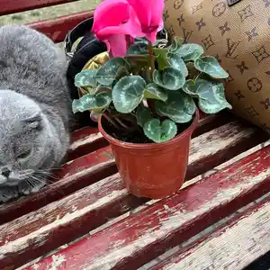 Цикломен с розовыми бутонами, Душанбе