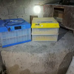 Инкубатор, Душанбе
