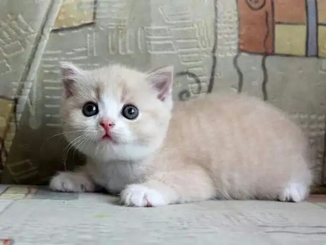 Шотландский прямоухий котик, Душанбе