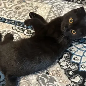 Вислоухий котёнок, Душанбе