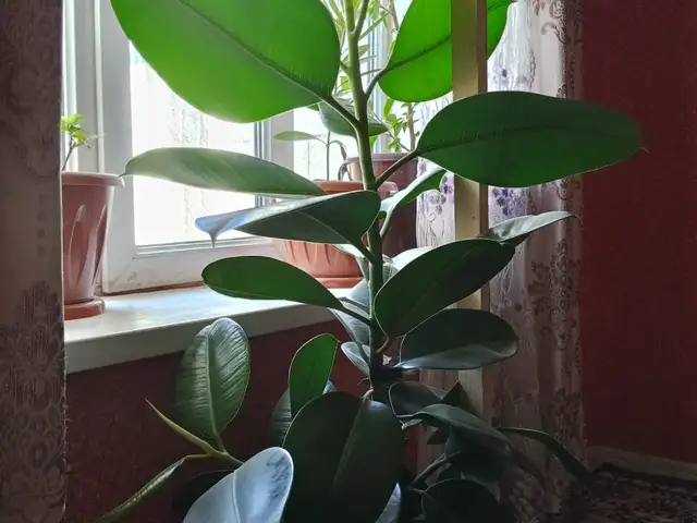 Чёрный принц, Панҷакент