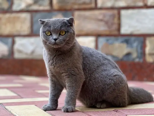 Кошка шотландская, Худжанд