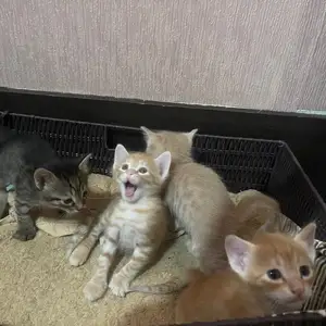 Кошки, Душанбе
