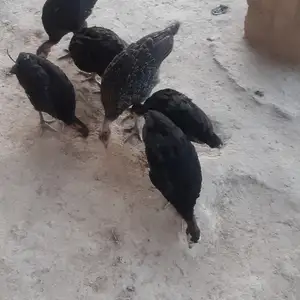 Индук чуча, Яван