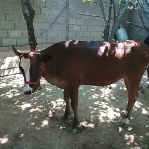 Гуночин, Ваҳдат