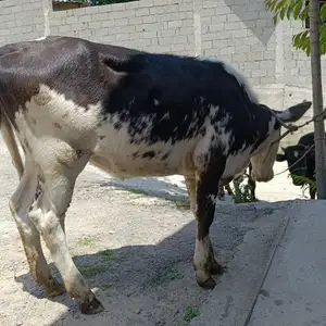 Гуночин, Душанбе