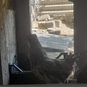 Чуча, Душанбе