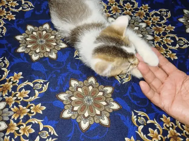 Британски кошка, Ҳамадонӣ