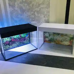 Аквариум подарочный, Худжанд