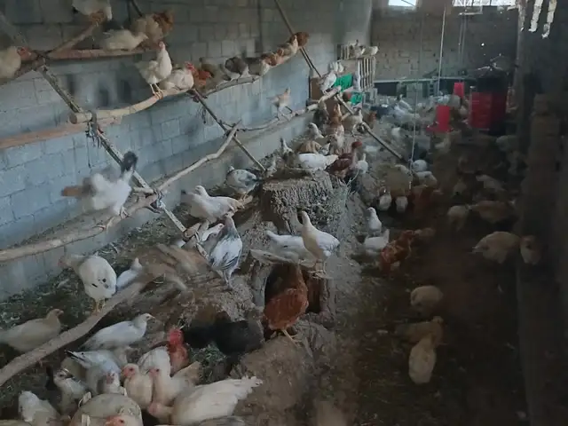 Мургхои хонаги, Панҷакент