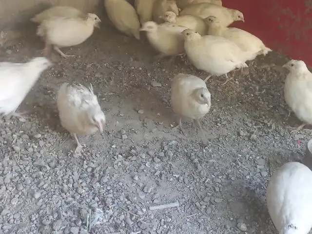 Бедона, Хуҷанд