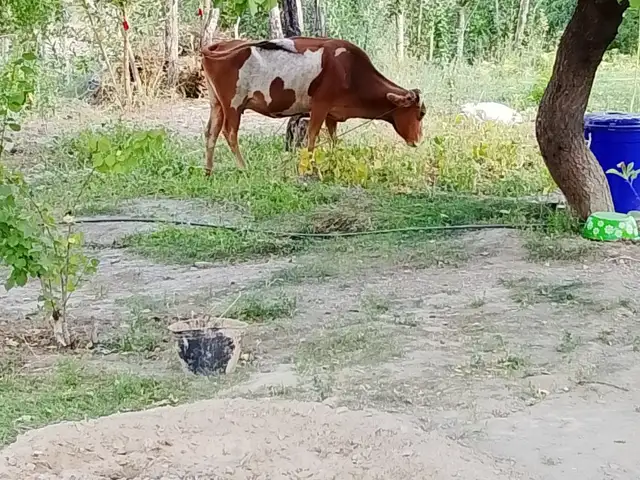 Гов, Айнӣ