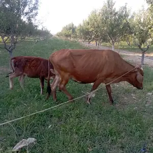 Гови оча бача, Худжанд